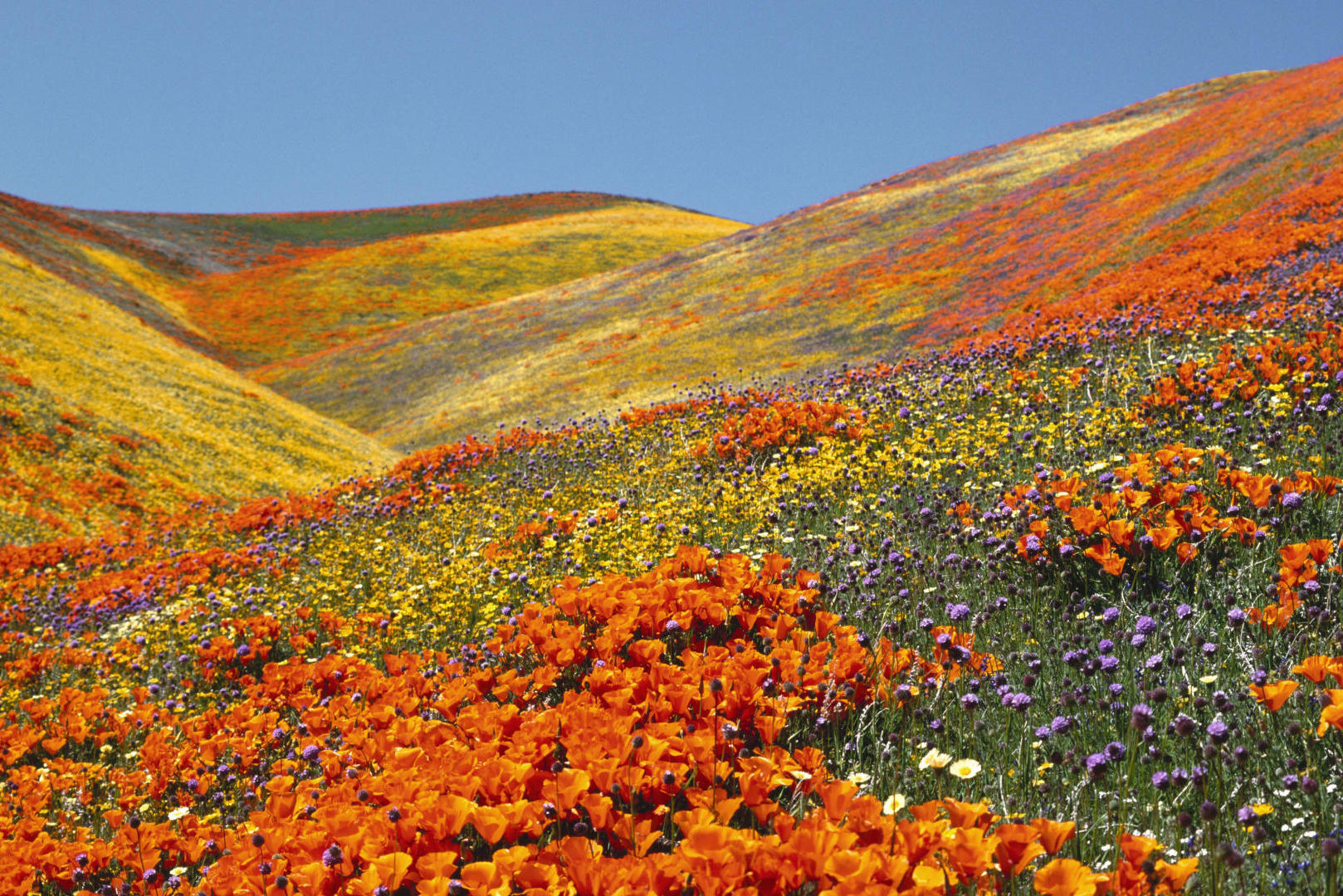 UTTARAKHAND - VALLEY OF FLOWERS TREK